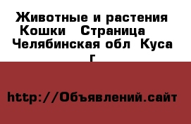 Животные и растения Кошки - Страница 6 . Челябинская обл.,Куса г.